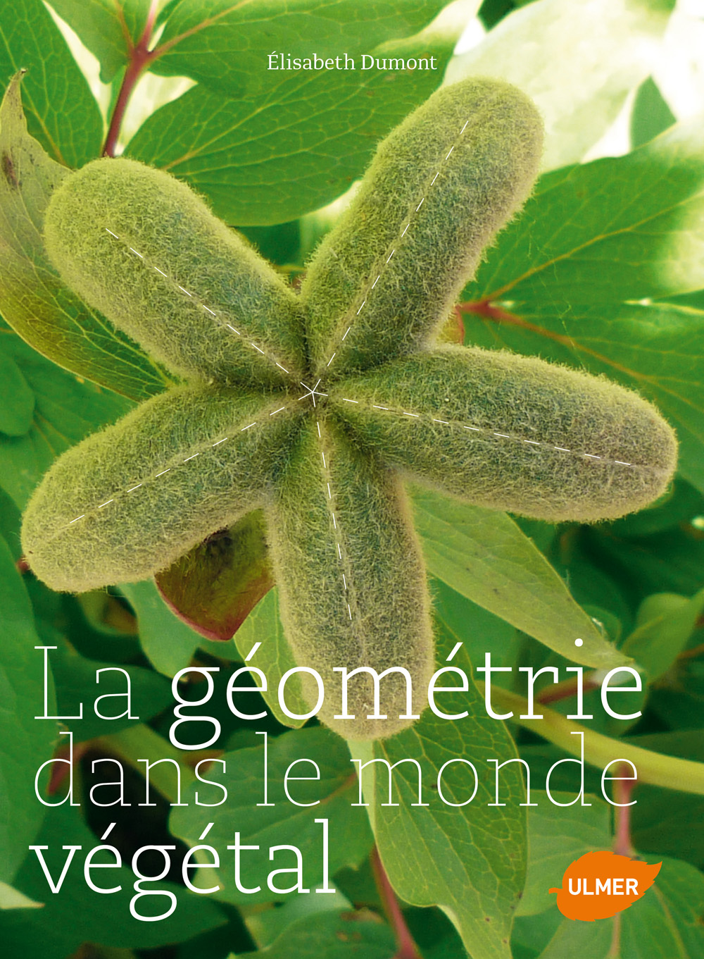 Dumont_geometrie dans le monde vegetal
