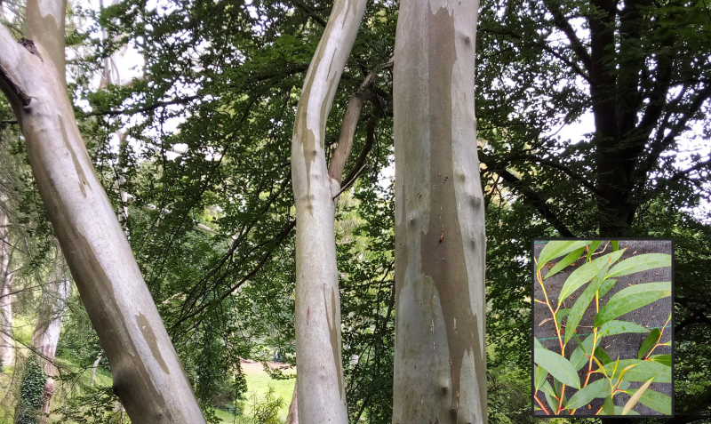 Eucalyptus gregsoniana_Pépinières Botaniques Armoricaines 2